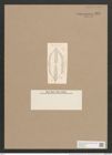 Navicula hennedyi var. undulata Cleve (de-Toni-Nr.: Genus 1, Species 364) Zeichnungen Sammlung Grunow Nr. 829 (NHMW-BOT-W0367258)